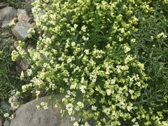 Galium pyrenaicum