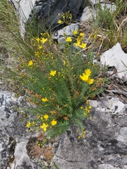Hypericum coris