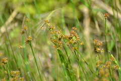 Juncus nodosus