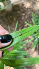 Deloyala guttata