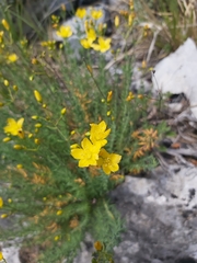 Hypericum coris
