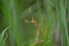 Juncus dudleyi