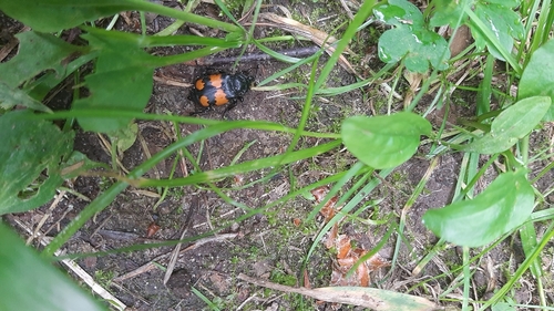 Juodbuožis Duobkasys