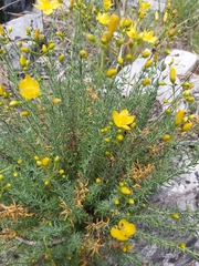 Hypericum coris