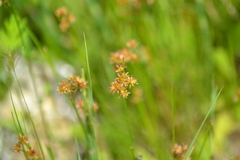 Juncus nodosus