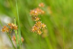 Juncus nodosus
