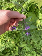 Solanum dulcamara