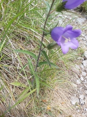 Campanula medium