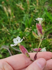 Silene latifolia
