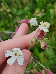 Silene latifolia