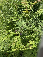 Solanum dulcamara