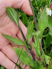 Silene latifolia
