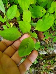 Neolasioptera impatientifolia