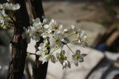 Malus micromalus