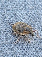 Rhinoncus inconspectus