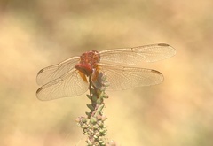 Crocothemis erythraea