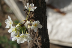 Malus micromalus