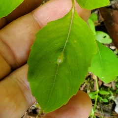 Neolasioptera impatientifolia