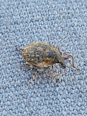 Rhinoncus inconspectus