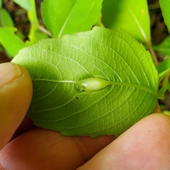 Neolasioptera impatientifolia