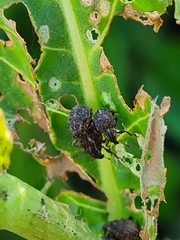 Rhinoncus inconspectus