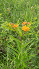 Asclepias tuberosa interior