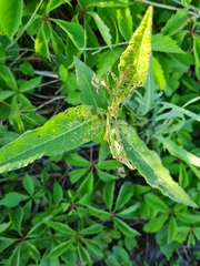 Rhinoncus inconspectus