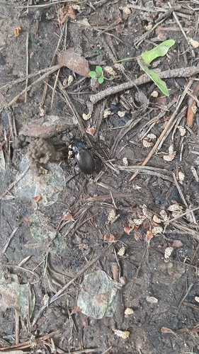 Miškinis puošniažygis