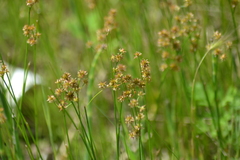 Juncus nodosus