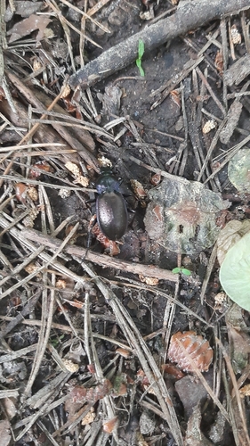 Miškinis puošniažygis