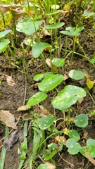 Hydrocotyle prolifera