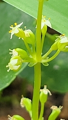 Hydrocotyle prolifera