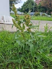 Rumex longifolius