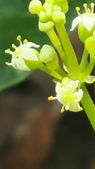Hydrocotyle prolifera