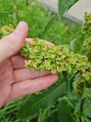 Rumex longifolius
