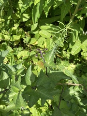 Solanum dulcamara