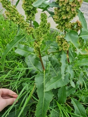 Rumex longifolius