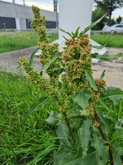 Rumex longifolius