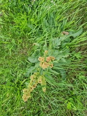 Rumex longifolius