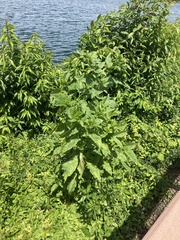 Phytolacca americana