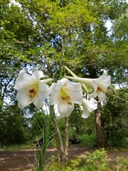 Lilium philippinense