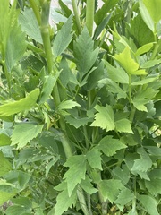 Levisticum
