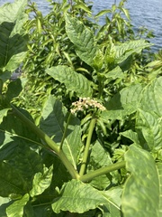 Phytolacca americana