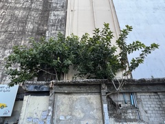 Ficus benghalensis