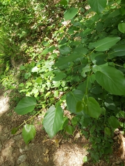 Alnus cordata