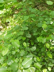 Alnus cordata