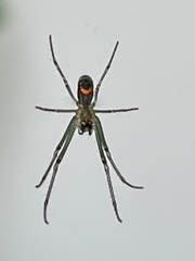 Leucauge