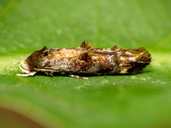 Nepticuloidea