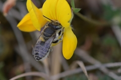 Megachile leachella