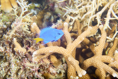 Chrysiptera parasema